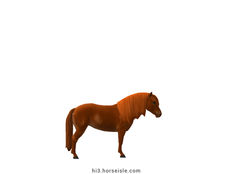 Brazilian Pony Red Chestnut Coat (right view)